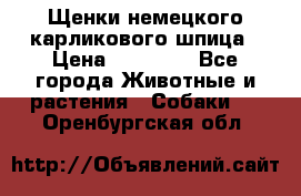 Щенки немецкого карликового шпица › Цена ­ 20 000 - Все города Животные и растения » Собаки   . Оренбургская обл.